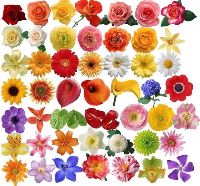 Șabloane de flori colorate pentru decupat din hârtie 170 de ilustrații