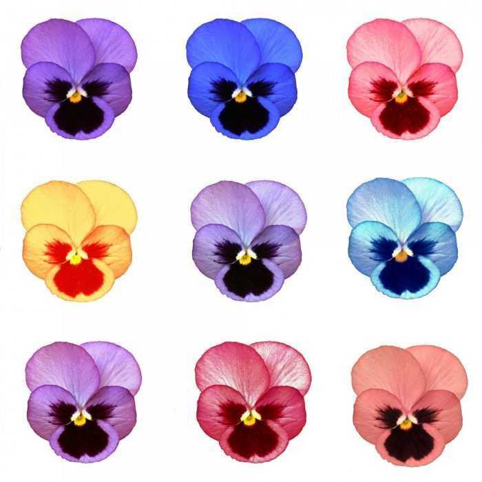 Șabloane de flori colorate pentru decupat din hârtie 170 de ilustrații