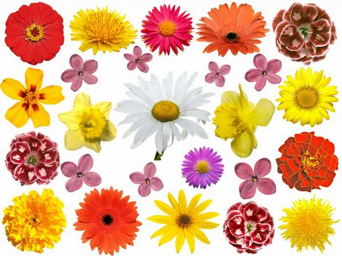 Șabloane de flori colorate pentru decupat din hârtie 170 de ilustrații